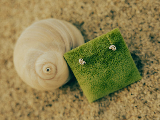 moon snail studs